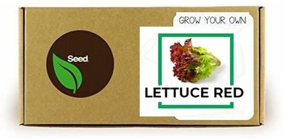 CYBEXIS Lettuce Red4000 Seeds Seed(4000 per packet)