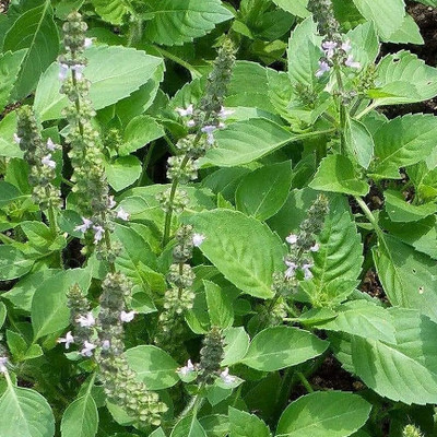 Seedsqlty Krishna basil seeds Seed(12 per packet)