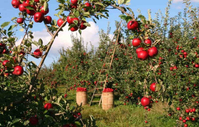 XOLDA Apple fruit Seed(20 per packet)