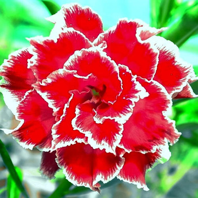 Qualtivate NDIR-157 Adenium Obesum Fresh Seeds Seed(30 per packet)