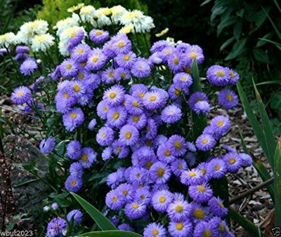 CYBEXIS NBIR-76 - F1 Showy Fleabane Daisy - (540 Seeds) Seed(540 per packet)