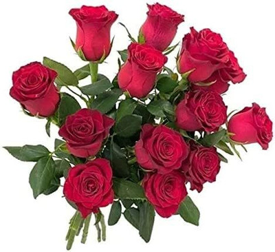 CRGO ROSE , GULAAB Seed(70 per packet)