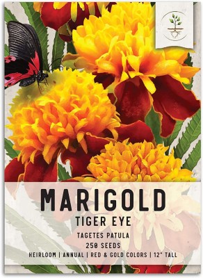 VibeX PAU-62 - Tiger Eye Marigold Flower - (250 Seeds) Seed(250 per packet)