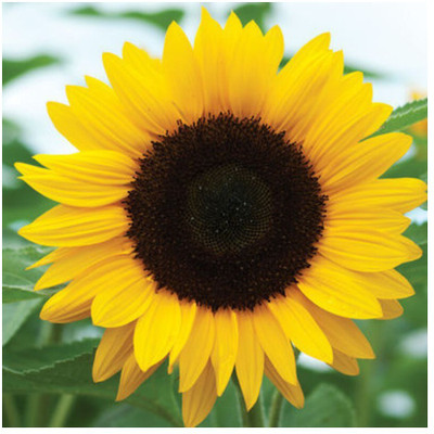 Sunway सूरजमुखी/सूर्यमुखी/ Sunflower Plant Surajmukhi Seed(30 per packet)