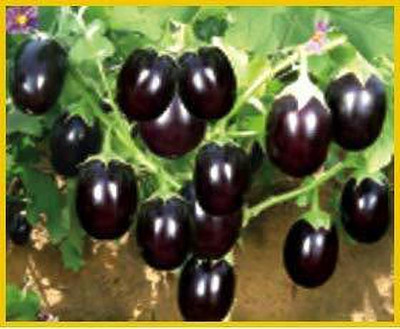 ACCELCROP F1 Hybrid Brinjal Round Seed(4000 per packet)