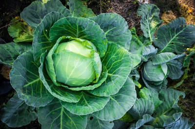 Biosnyg Brunswick Cabbage Seeds for Planting-250 Seeds/1gm Seed(250 per packet)