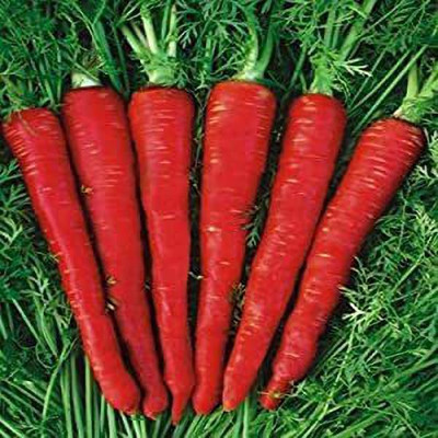 KANAYA Carrot / Gajar Seed(90 per packet)