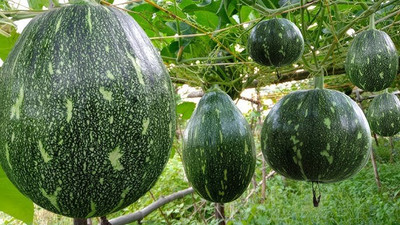 AMAJIT Dark Hybrid Pumpkin Seeds, misti kumro,Kaddu Seeds for home gardening plant Seed(70 per packet)
