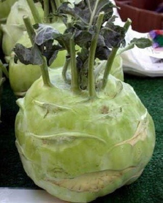 Quentova Giant Kohlrabi -2.5gm Seed(750 per packet)