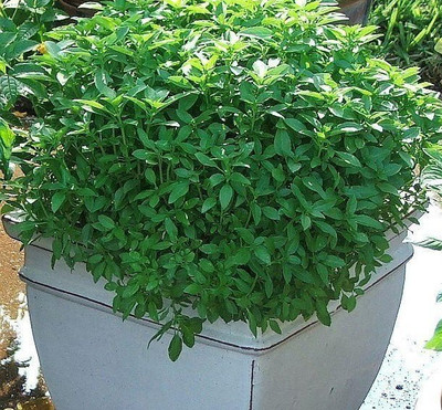 WILLVINE VVI-47 Spicy Globe Basil Seeds Seed(1000 per packet)