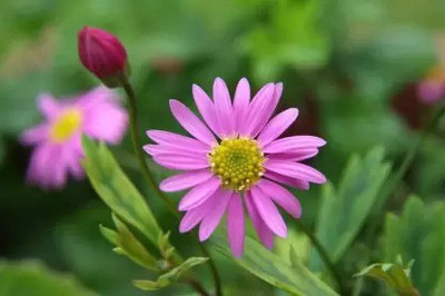 MAA Swan River Daisy Seed(100 per packet)