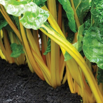 XOLDA Swiss chard yellow Vegetable Seed(30 per packet)