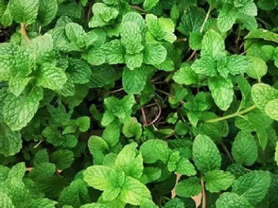 Aro Mint, Pudina Seed(20 per packet)