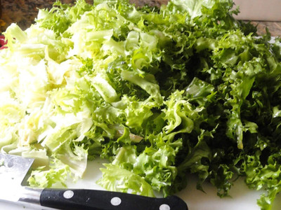 Qualtivate GXL-6AT Green Curled Ruffec Endive Seeds Seed(300 per packet)