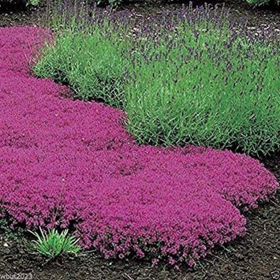 VibeX KGF -20 - Mother of Creeping Thyme - (150 Seeds) Seed(150 per packet)