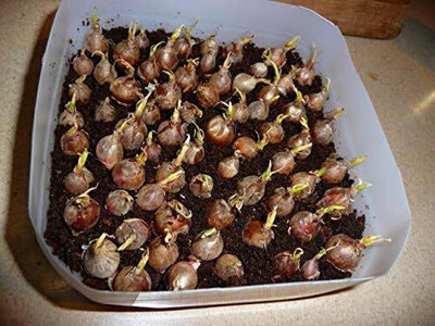 Biosnyg Non GMO Egyptian Walking Onion Seeds For Planting-(750 Seeds) Seed(750 per packet)