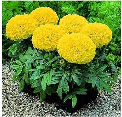 Aywal GENDA,MARIGOLD Seed(7 g)