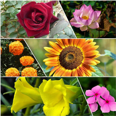 DECORPLIX Flower seeds combo 6 variety Seed(120 per packet)