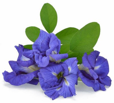 SeeGreen Aparajita Double Mixed Seeds All Color, Butterfly Pea Seeds, Clitoria Ternatea Seed(15 per packet)