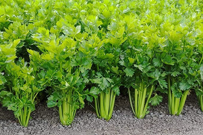 MAA Celery, Ajmod Seed(46 per packet)