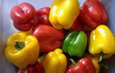Qualtivate GBPT-9A Sweet Capsicum Rainbow Mix Seeds Seed(100 per packet)
