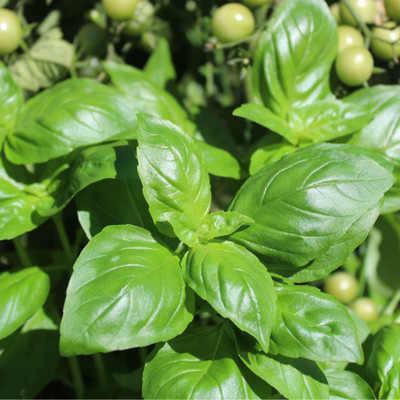 CYBEXIS PAU-45 - Genovese Basil - (4500 Seeds) Seed(4500 per packet)