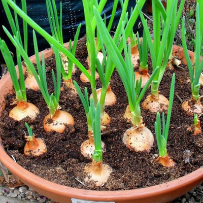 SREE Onion Seeds, Red Onion Seeds, Kanda, Peyaj, Onion Hybird Seed(130 per packet)