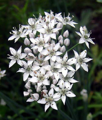 Qualtivate PUA-7A Garlic Chives for Planting Seed(300 per packet)