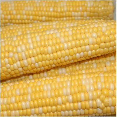 WILLVINE AGRI -XII Luscious Hybrid Sweet Corn Seeds-[25g] Seed(100 per packet)