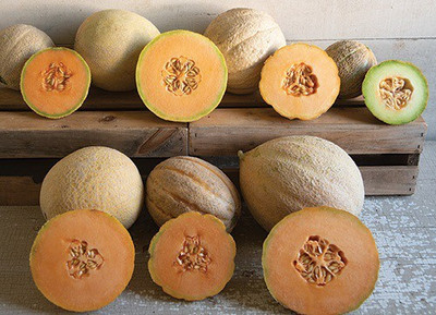 CYBEXIS ATS-16 - Durgapura Madhu Muskmelon - (1350 Seeds) Seed(1350 per packet)