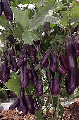 LPR BAGAN Seed(30 per packet)