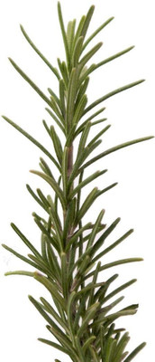 CYBEXIS PAU-96 - Rosemary Tuscan Blue - (2250 Seeds) Seed(2250 per packet)