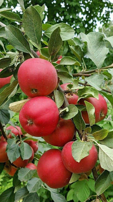 Aywal Apple Seed(11 per packet)