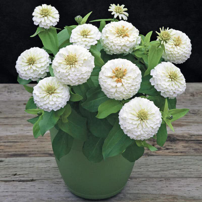 Lorvox Zinnia 'Scabiosa Flowered Seed(80 per packet)