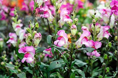CRGO ANTIRRHINUM Seed(175 per packet)