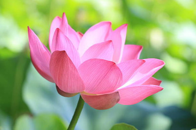VERTEX AGENCIES lotus,kamal gatta Seed(10 per packet)