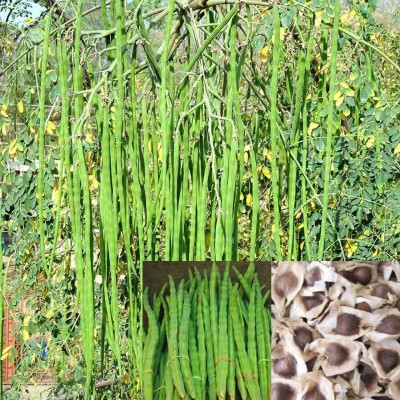 Aywal Moringa seeds Drumstick Seeds (Saijan ki Phalli,Saragavo) Hybrid Seed(60 per packet)