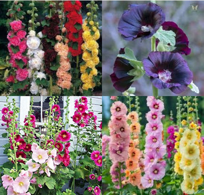 ibains Double sided hollyhock flower seeds beej 30 Seed(30 per packet)