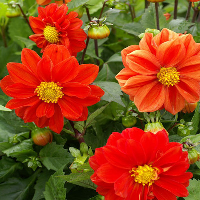CYBEXIS PUAS-43 - Dahlia Opera Orange - (180 Seeds) Seed(180 per packet)