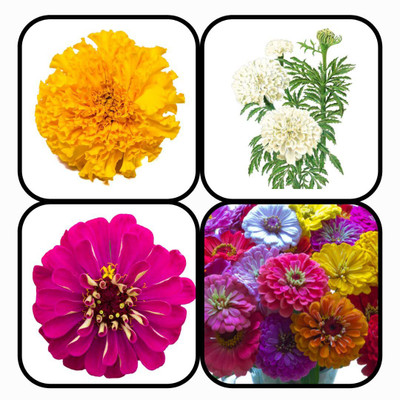 CYBEXIS Combo Pack 4 MARIGOLD & ZINNIA FLOWER Seed(10 g)