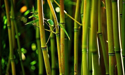 wequality bamboo seeds for garden /bamboo seeds 70 Seed(70 per packet)