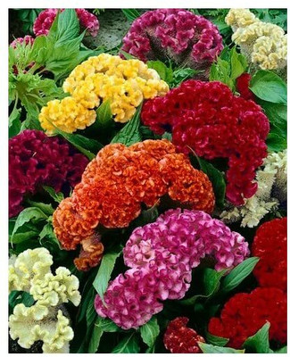 UGRA GIANT COCKSCOMB MIX Seed(15 per packet)