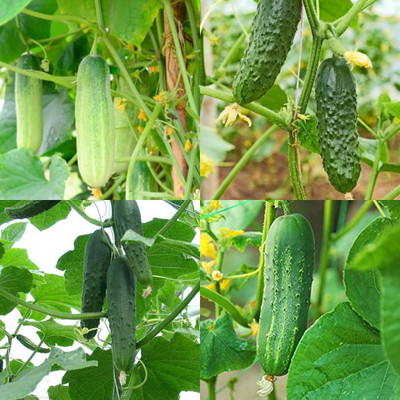 ibains White cucumber seeds Kakari sosa seeds pack of 38 Seed(86 per packet)