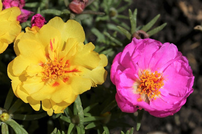 Quentova Portulaca Grandiflora Double Mix-LIV-22R Seed(75 per packet)