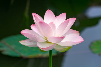 Mirch lotus,kamal gatta Seed(11 per packet)