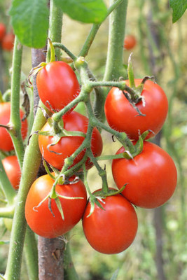 Abamec tomato Seed(70 per packet)