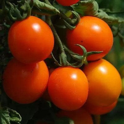 MAA Cherry Tomato, Tomato Seed(170 per packet)