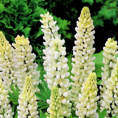 Aywal Lupin Pixie Dwarft Mixed Flower Seed(4 g)