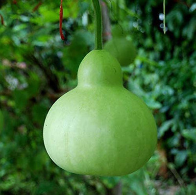 VibeX PUAS-43 - Mini Round Bottle Gourds - (300 Seeds) Seed(300 per packet)