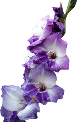 DIVINE ™CV- Sword lily Flower Seeds-Purple-100Pcs-LL-51 Seed(50 per packet)